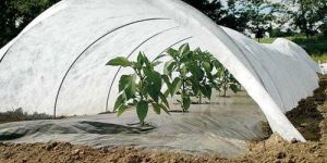 Plant Protection Crop Covers