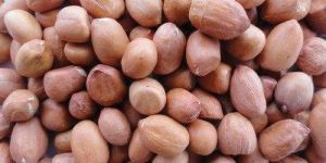 Groundnut Seed
