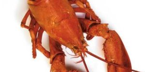 Frozen Pound Lobsters