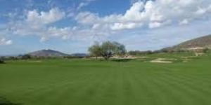 BENTGRASS SEEDS