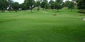 Bermuda Grass Seeds