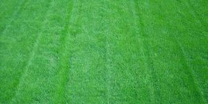 FESCUE GRASS SEEDS