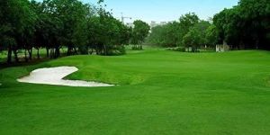 Rye Grass Seeds