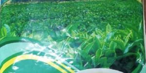 PREMIUM GARDEN FRESH CTC DUST TEA