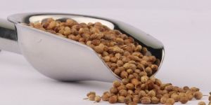 Organic Coriander Seed