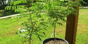 Neem Plant