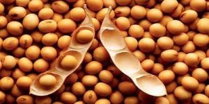 Soybean Seeds