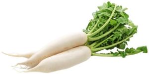 Fresh White Radish