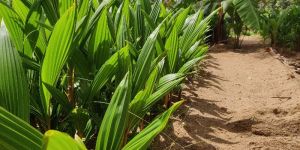 Coconut Plants
