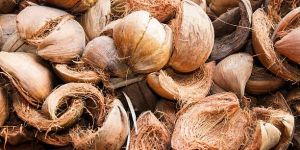 Coconut Husk