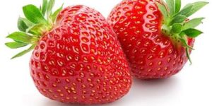 Camarosa Strawberries Plants