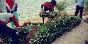 Rania Strawberries Plants