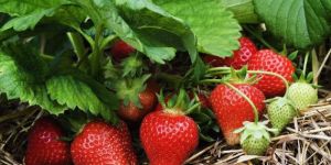 Winter Down Strawberries Plants