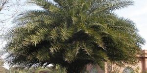 Date Palm Tree