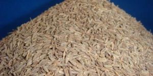 Organic Cumin Seeds