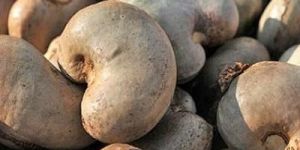Raw Cashew Nut