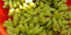 Grape