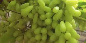 Seedless Grapes