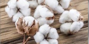 Cotton Raw Material