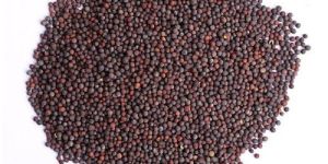Black Mustard Seeds