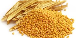 Yellow Mustard Seeds