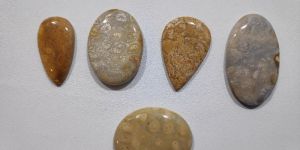 Fossil Coral Cabochons Gemstone