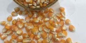 Dried Maize Seeds