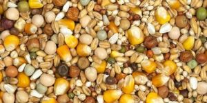 Pigeon Lifecycle Feed