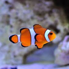 Percula Clownfish