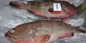 Frozen Reef Cod Fish