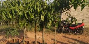 Alphonso Mango Plants