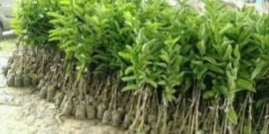 G Vilas Guava Plants