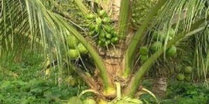 Green Dwarf Coconut Plants