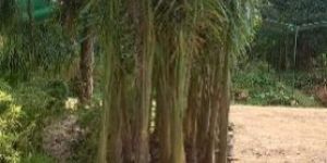 Royal Palm Plants