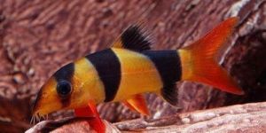 Clown Loach Fish