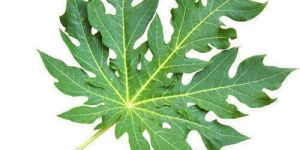 Papaya Leaves
