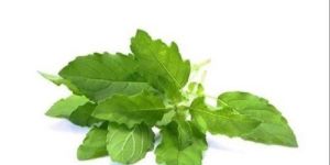 Tulsi Leaves