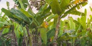 Banana Plant