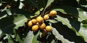 Yellow Passion Fruit Plant