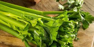 Fresh Celery Leaves