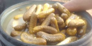 Pickled Gherkins