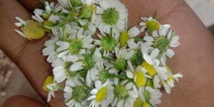 Chamomile Dry Flower