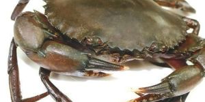 Scylla Serrata