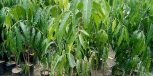 Ashoka Plant