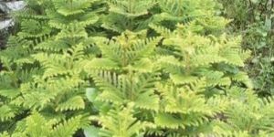 Christmas Tree Plant