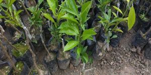 Malta Lemon Plant