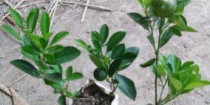 Orange Plant