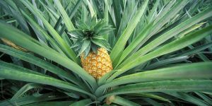 Pineapple Plant