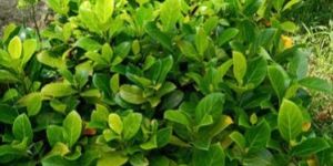 Red Jackfruit Plant