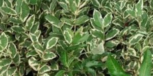 Ruby Supreme Guava Plant
